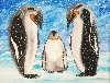 Werk 'Pinguine im Schnee' von ' Boo'