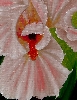 Detail 3 von 'Rosa Iris'