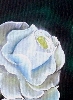 Detail 1 von 'Rose wei'