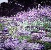 'Sommertraum in lila ' in Vollansicht