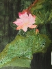 Rosen  von Lili Shao
