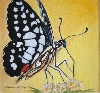 Werk 'Schmetterling 1' von 'Mamur Markovic'