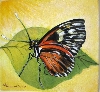 Werk 'Schmetterling 2' von 'Mamur Markovic'