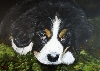 'Bernese-Mountain-Puppy ' in total view