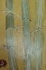 Bambus 2  von Edith Sagroske