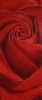 Werk 'Rote Rose' von 'Elke Sommer'