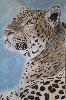 Werk 'chinesischer Leopard' von 'katrin zum hingst'