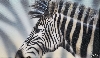 Werk 'Zebra' von 'Marcel Gerber'