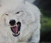 'Polarwolf' in Vollansicht