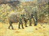 Werk 'Elefanten' von 'Ulrike Schpgens'